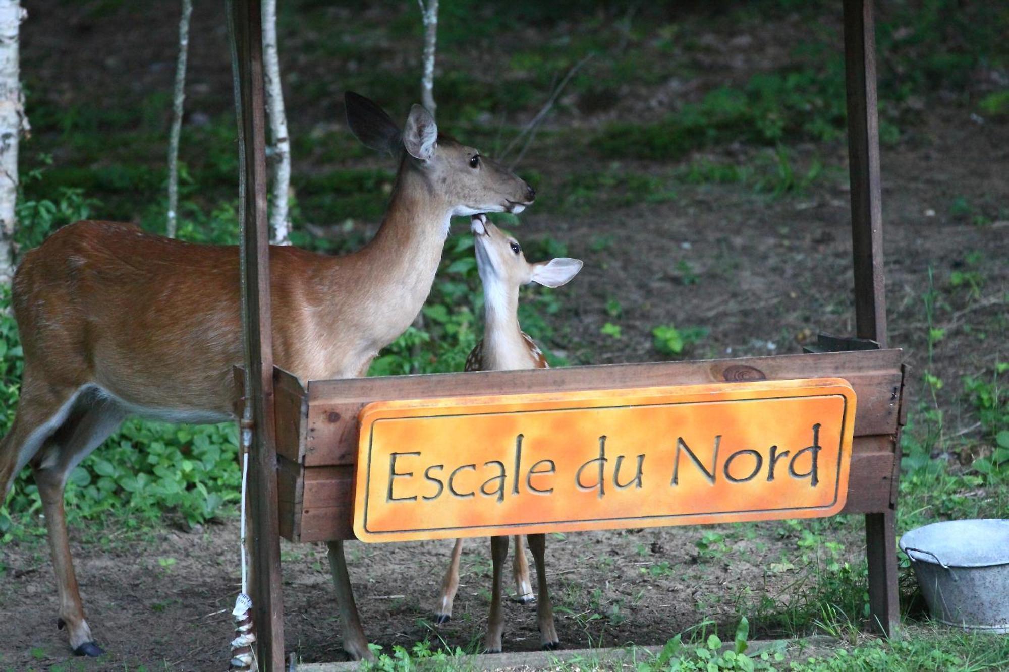 Escale Du Nord Bed and Breakfast Mont-Tremblant Exteriör bild